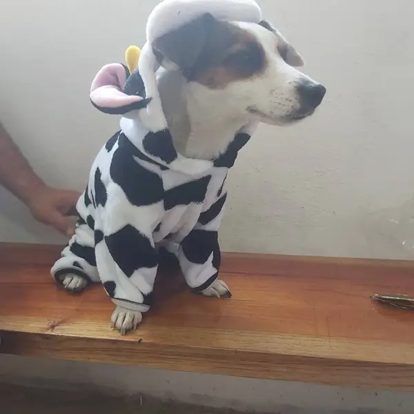 Como podemos ayudar en tao veterinaria en cambados