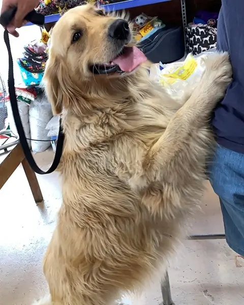 Golden ansioso por ser atendido en tao veterinaria cambados