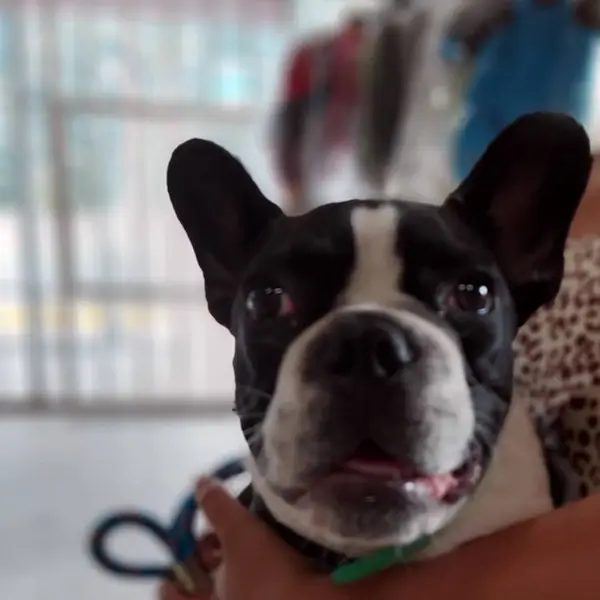 Lo importante de tao veterinaria en cambados