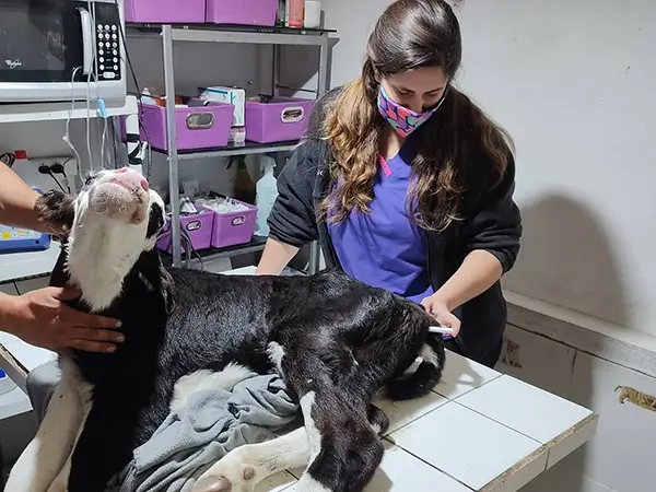 No todos heran perros o gatos en esas epocas de veterinaria No todos heran perros o gatos en esas epocas de veterinaria