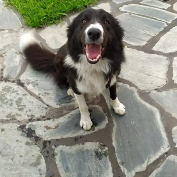 Nuestro amigo espera a vero de Tao veterinaria de cambados