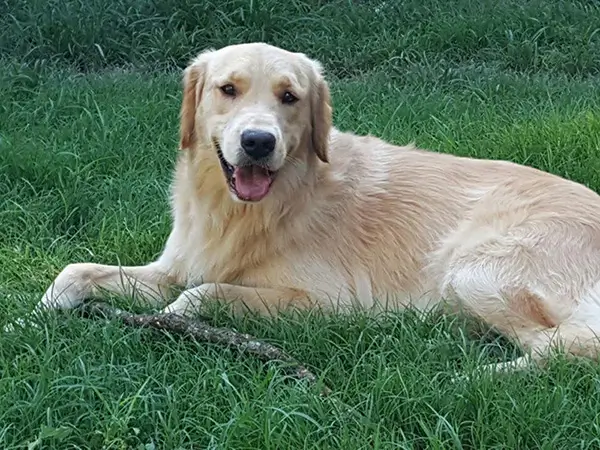Nuestro perro Martín siempre con nosotros en Veterinaria Nuestro perro Martín siempre con nosotros en Veterinaria