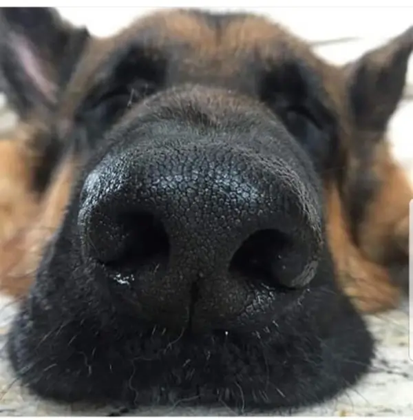 Un gran cliente canino de Tao veterinaria en cambados pontevedra Un gran cliente canino de Tao veterinaria en cambados pontevedra