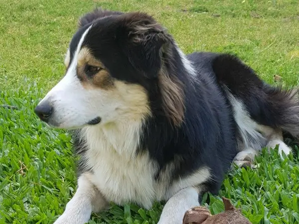 Un hermoso border collie que fue cliente de Vero de ahora Tao veterinaria en Cambados Un hermoso border collie que fue cliente de Vero de ahora Tao veterinaria en Cambados